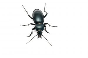 beetle photo