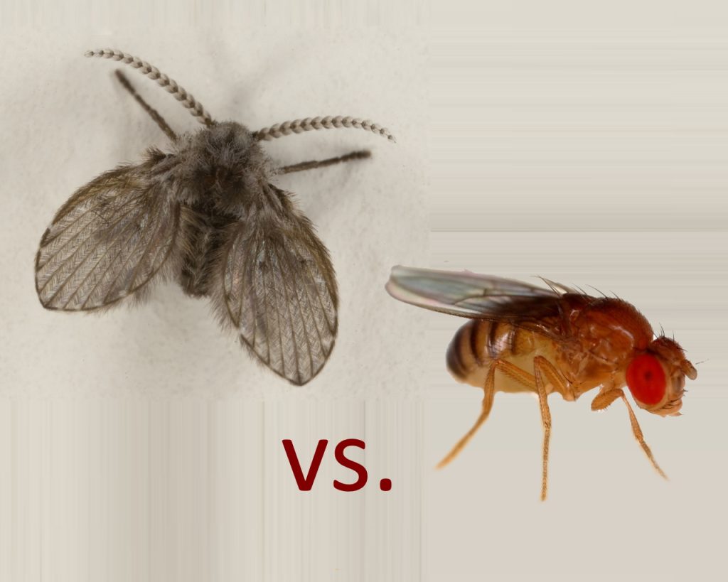 How To Get Rid Of Drain Flies The Natural Way